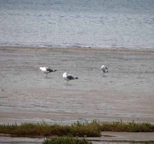 Galebi na plaži