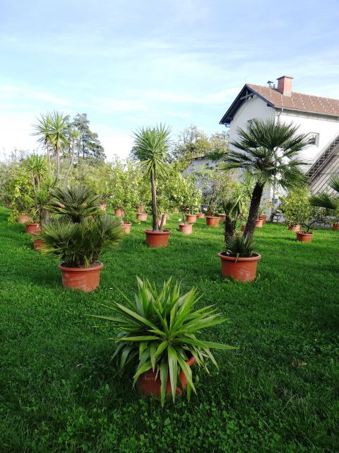 Razstava palm v posodah pri rastlinjaku