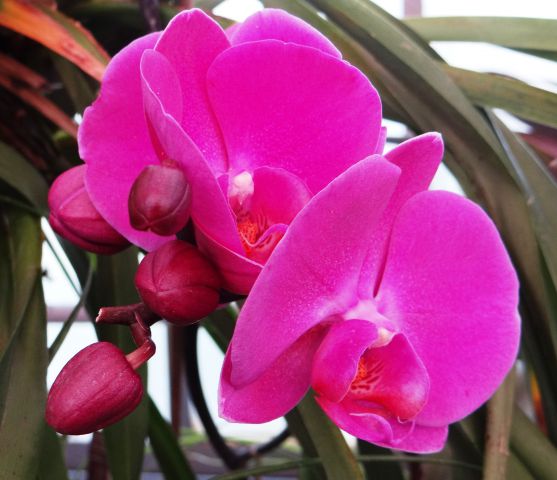 Orhideje v rastlinjaku