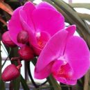 orhideje v rastlinjaku