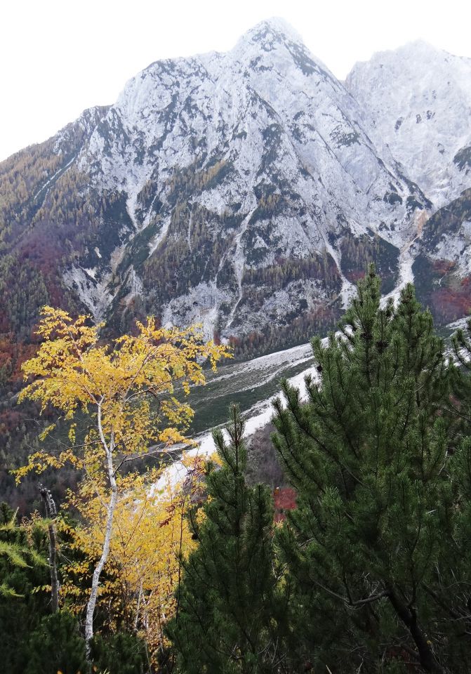 breza-zlatolaska z razgledom na veliko babo