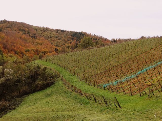 Veliko vinogradov je v teh krajih