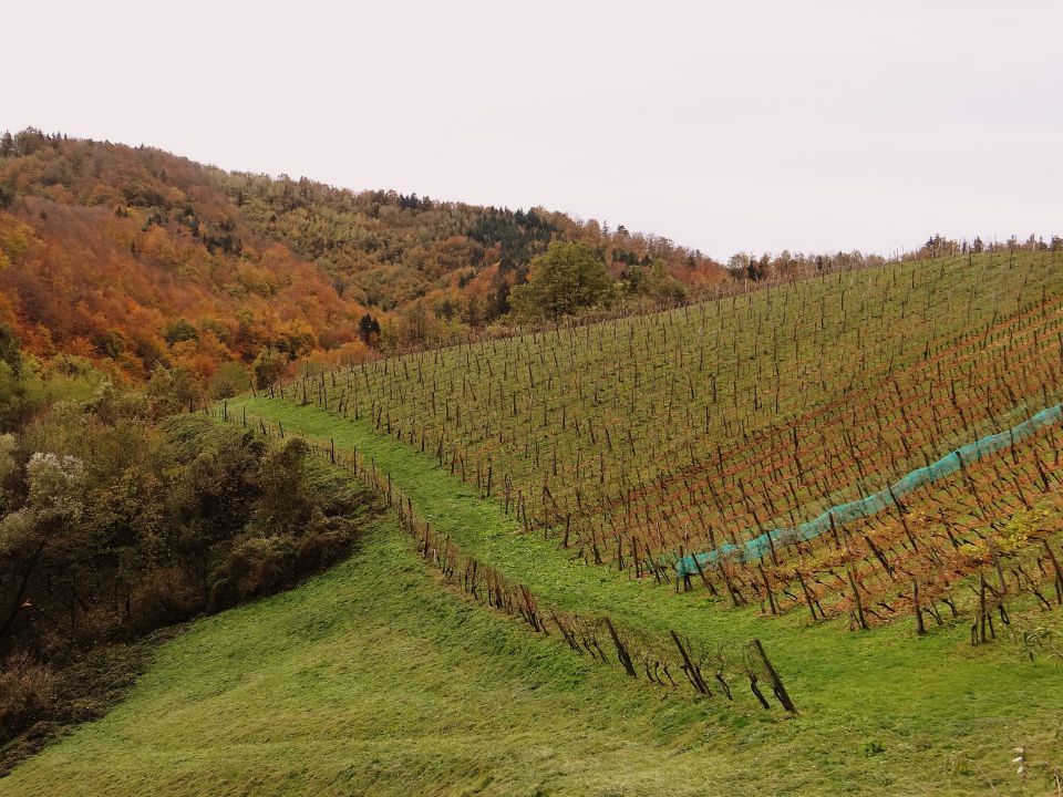 veliko vinogradov je v teh krajih