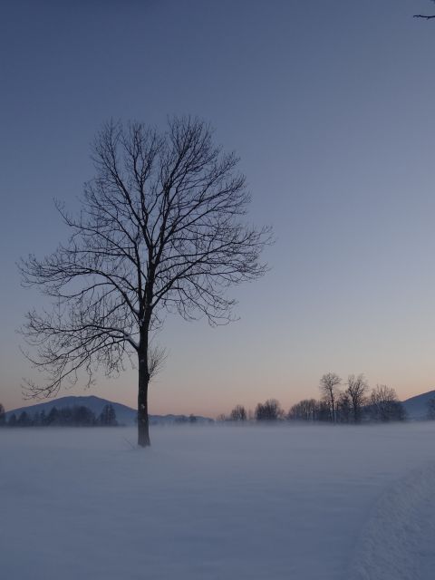 Osamljeno drevo