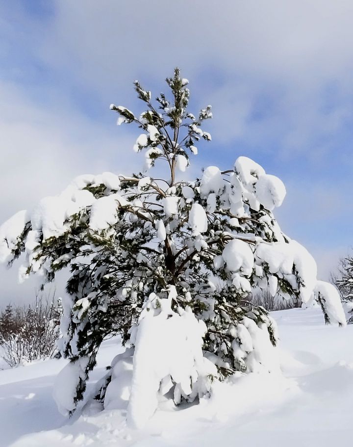 Slivnica - 19.1.2013 - foto povečava