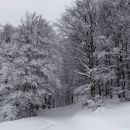 gozdna cesta na slivnico ni splužena