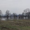 poplavljeni travniki