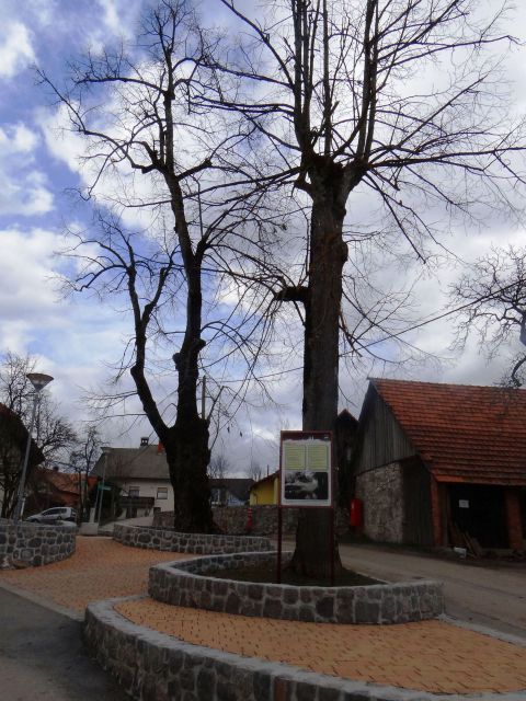 Lepo urejeno središče vasi pri lipi v Gradežu
