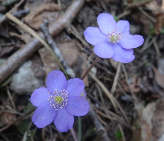 Slivnica, Cerkniško jezero-18.4.13 - foto