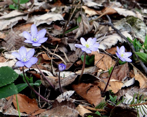 Slivnica, Cerkniško jezero-18.4.13 - foto