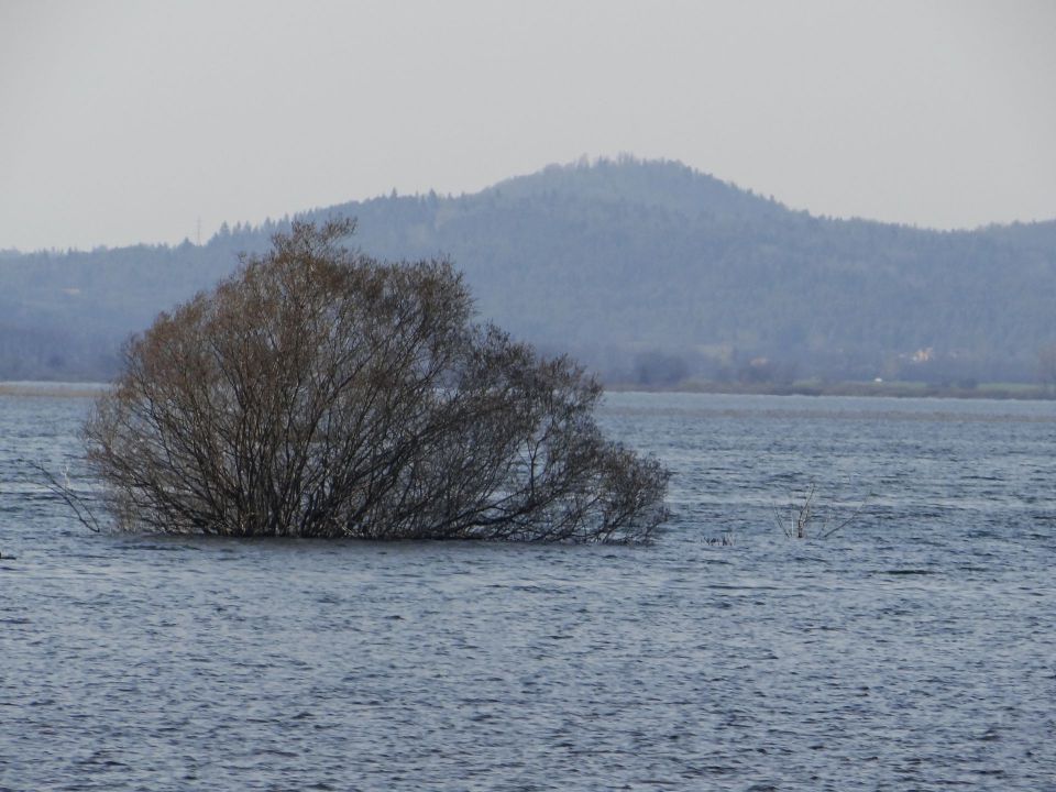 Slivnica, Cerkniško jezero-18.4.13 - foto povečava