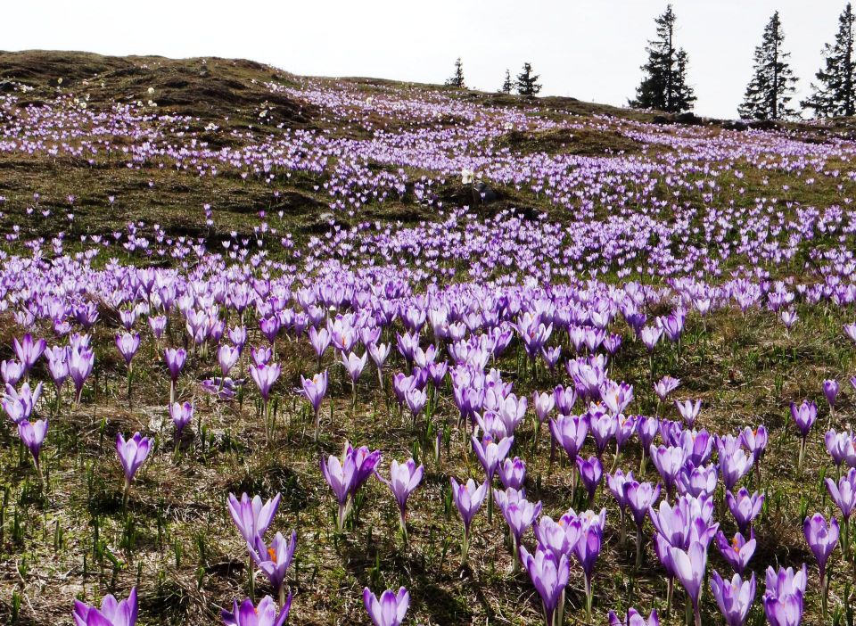 Velika planina-1.5.2013 - foto povečava