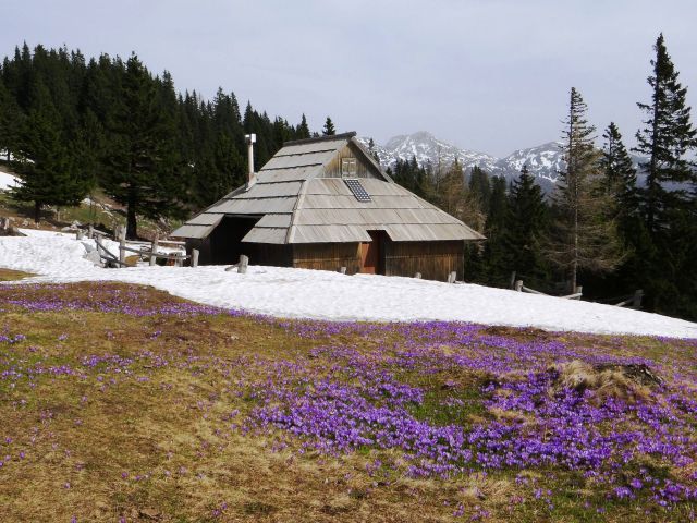 Sneg in cvetje na dovji ravni