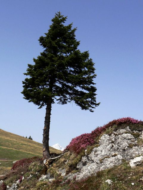 Velika planina-1.5.2013 - foto