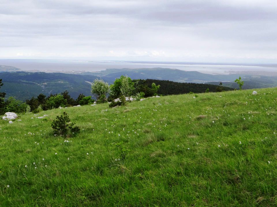 travnik z narcisami pod kojnikom