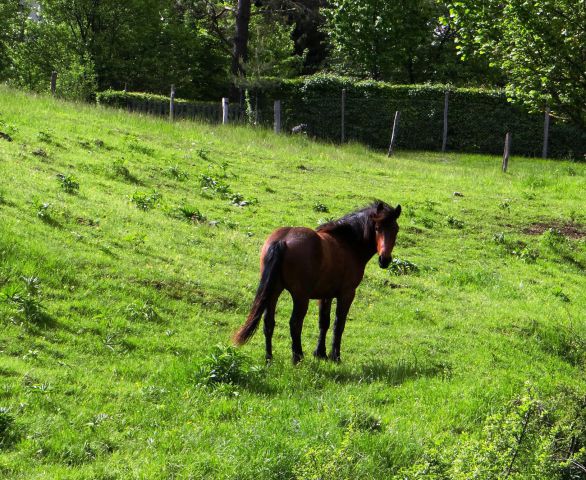 Novi Lazi-Rajšele-18.5.2013 - foto