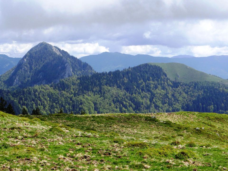 približana rogatec in lepenatka