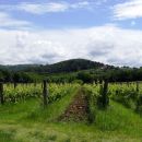 vinogradi nad debelim rtičem