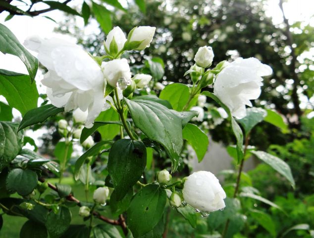 Jasmin po dežju