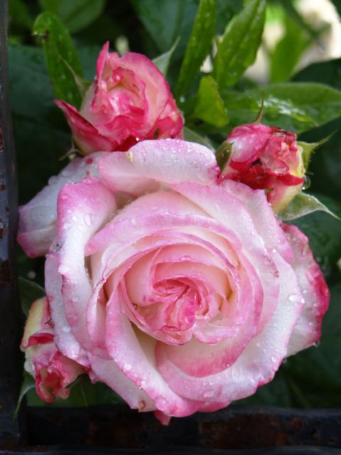 čudovita vrtnica