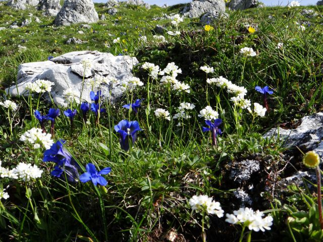 Na belski planini se prične cvetna promenada...