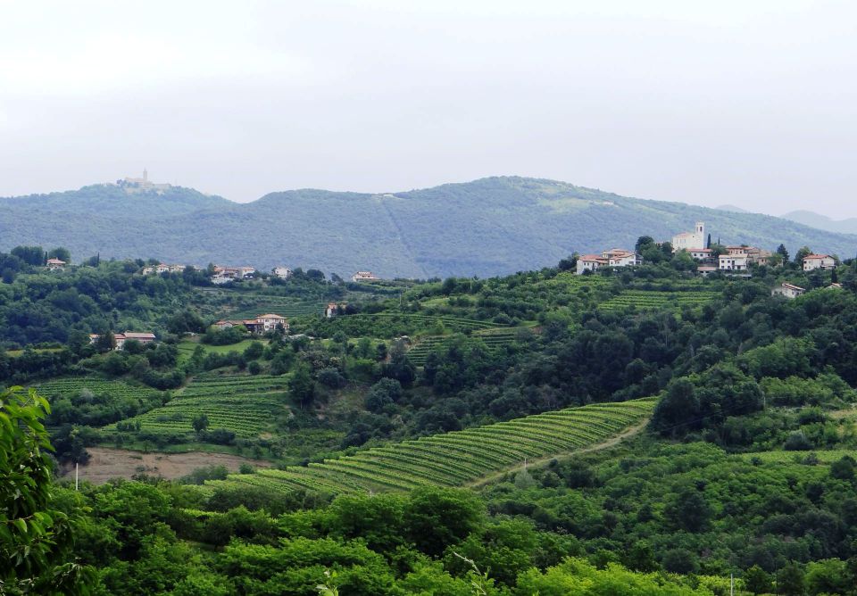 Goriška Brda-25.6.2013 - foto povečava