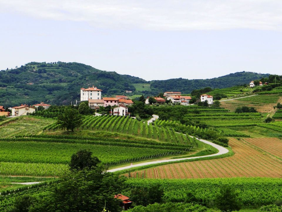 Goriška Brda-25.6.2013 - foto povečava