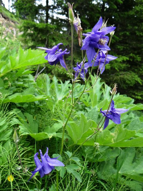 Obir, Koroška-6.7.2013 - foto