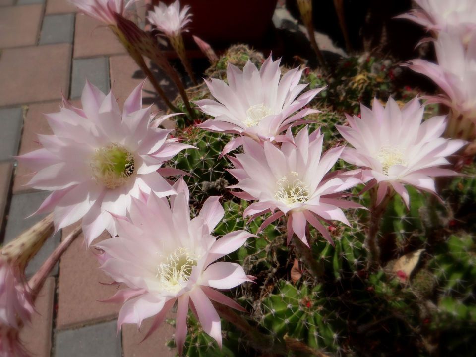 cvetoči kaktus pri gostilni v zalem logu