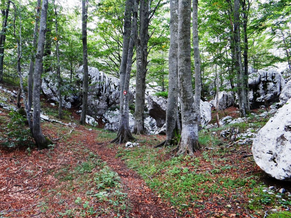 pod medvjeđim kukom se pot spusti skozi gozd do gozdne ceste