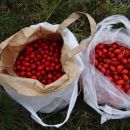 dvakrat 3 kg šipka!