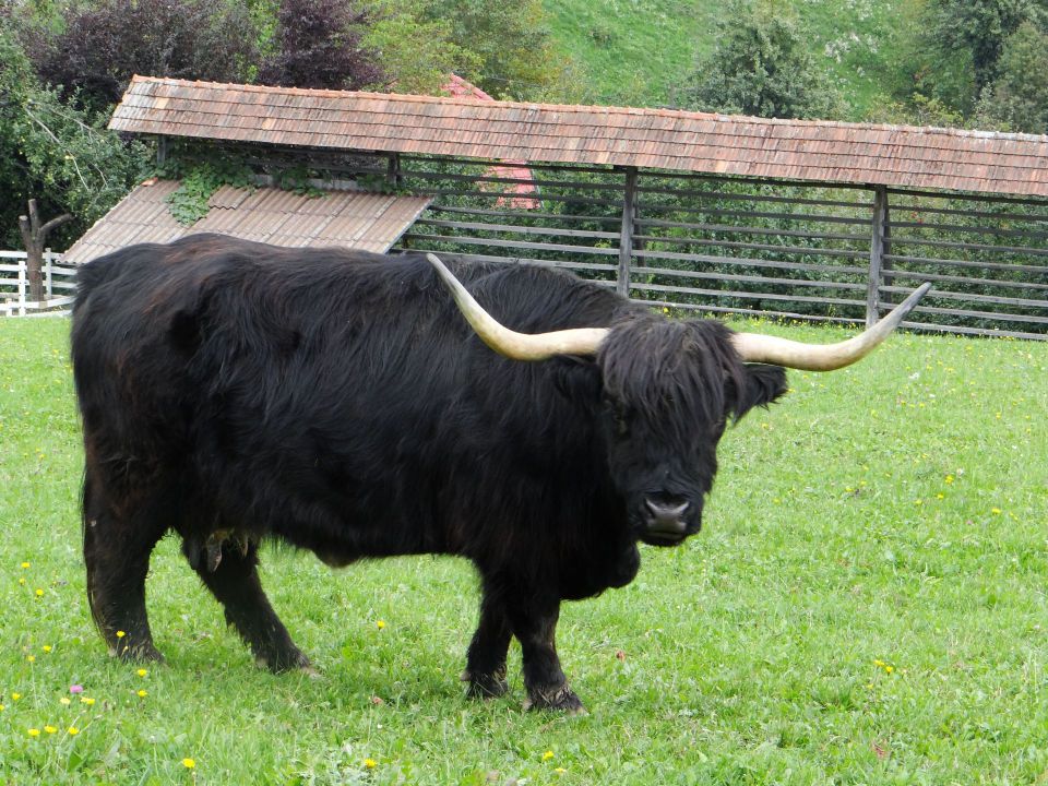 pod cerkvijo je ograda s škotskim višavskim govedom