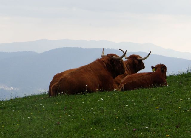 Družina počiva