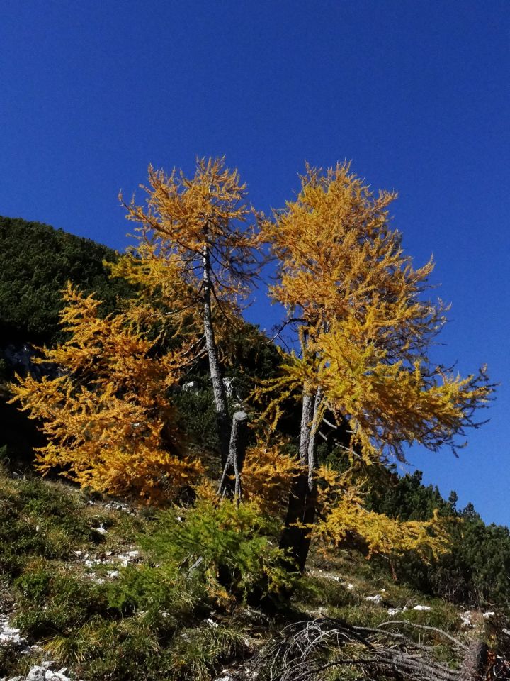 Krniška glavica-17.10.2013 - foto povečava