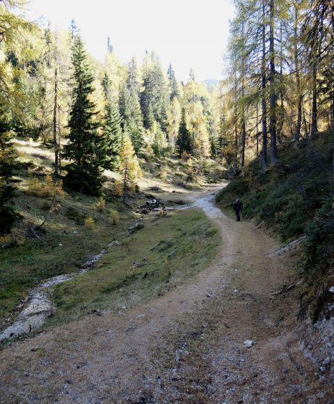 Alpe adria trail gre naravnost, medve levo mimo lovske koče
