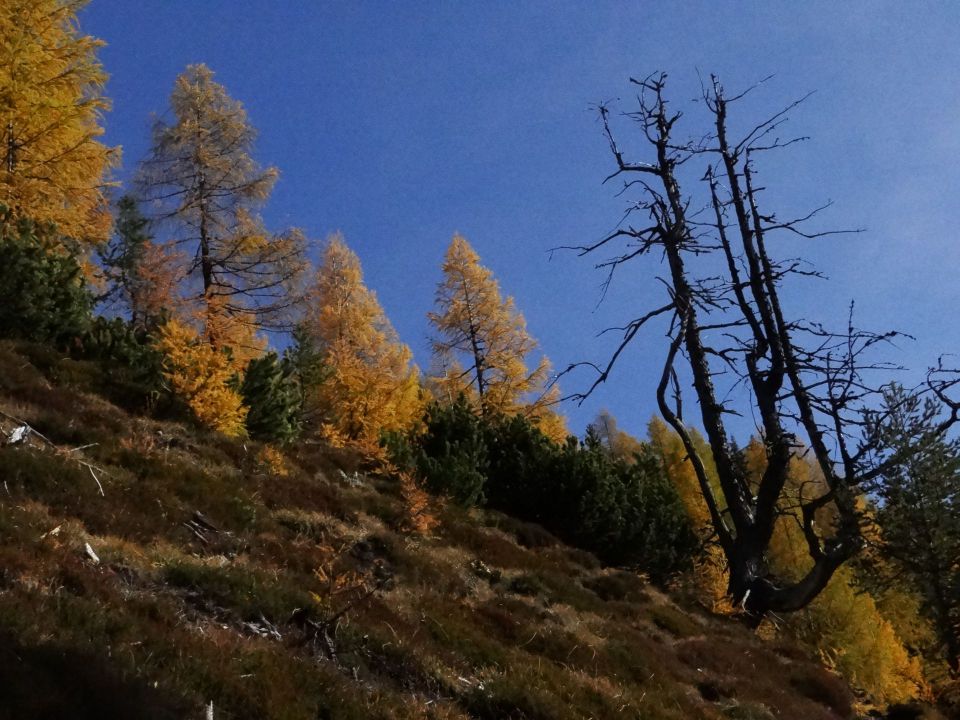 Trupejevo poldne-20.10.2013 - foto povečava