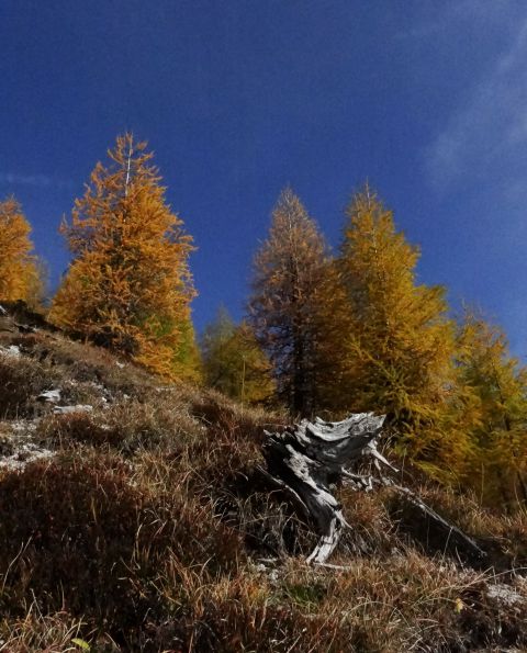 Smučarska drža