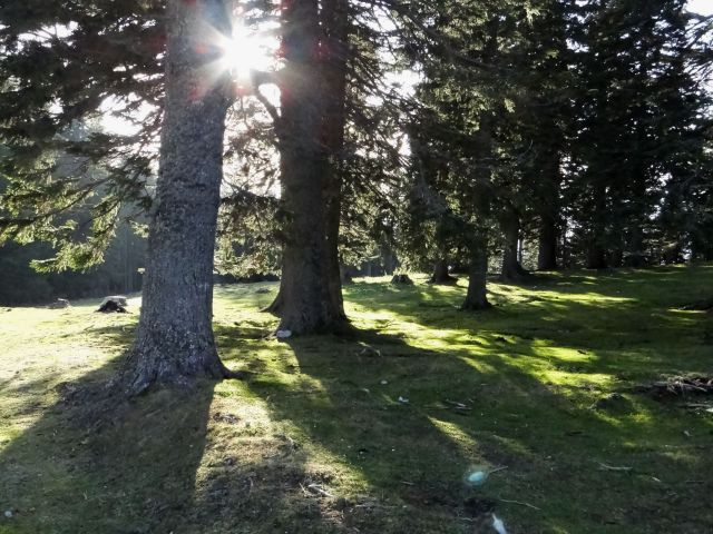 Pozno popoldansko sonce v gozdu pod kofcami