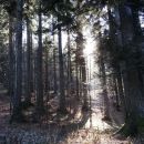 sonce v gozdu