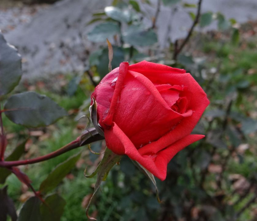 cvetoča vrtnica?!