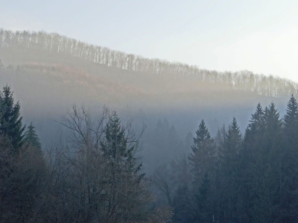 sončni žarki v gozdu pod velikim cirnikom