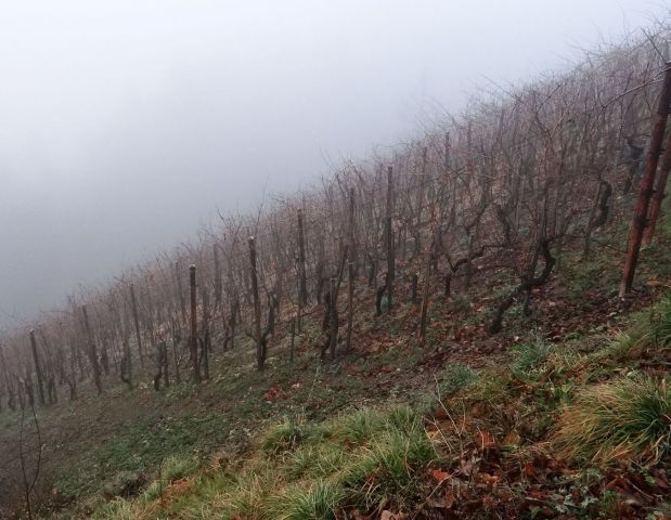 Izredno strm vinograd v malem cirniku
