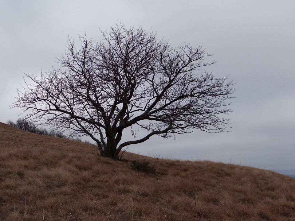 Skadanščina-Slavnik - 1.1.2014 - foto povečava