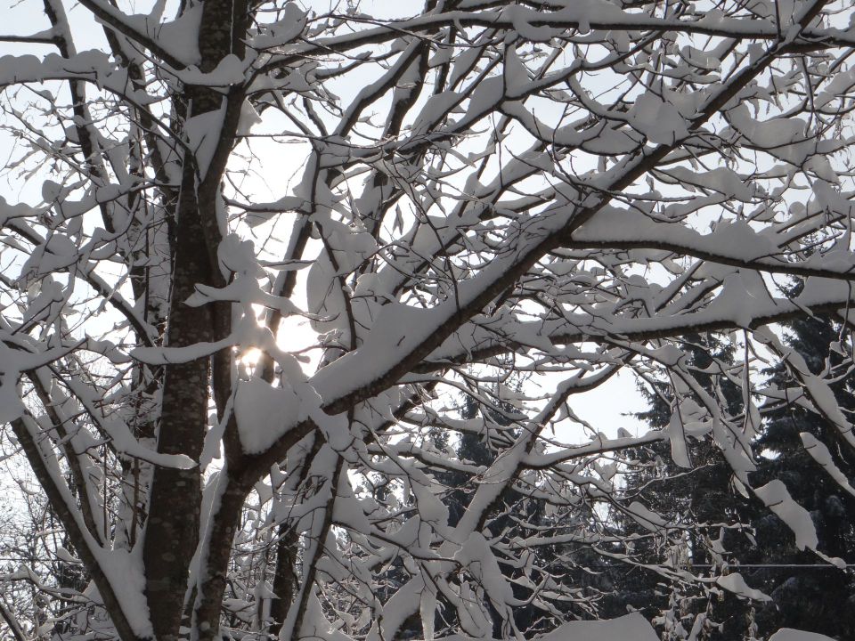 Mirna gora - 26.1.2014 - foto povečava