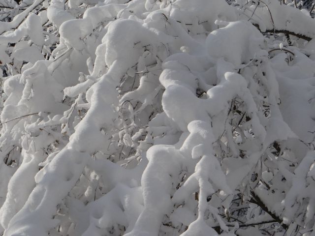 Mirna gora - 26.1.2014 - foto