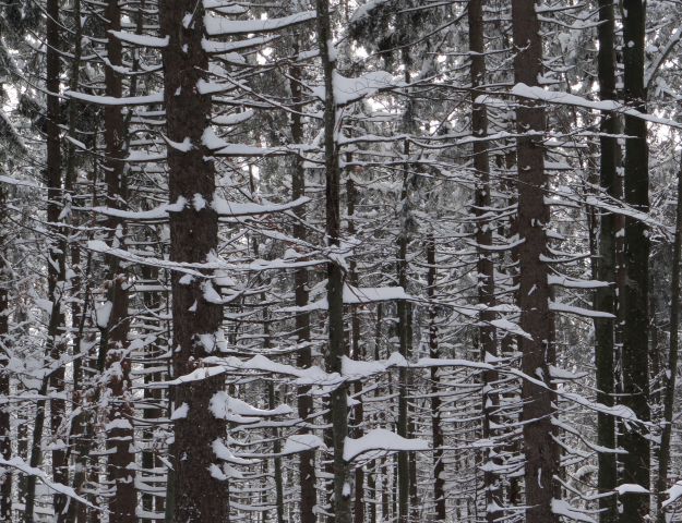 Zimski gozd