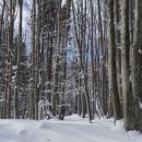 zimski gozd