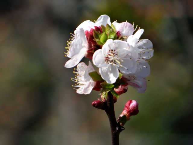 češnjev cvet