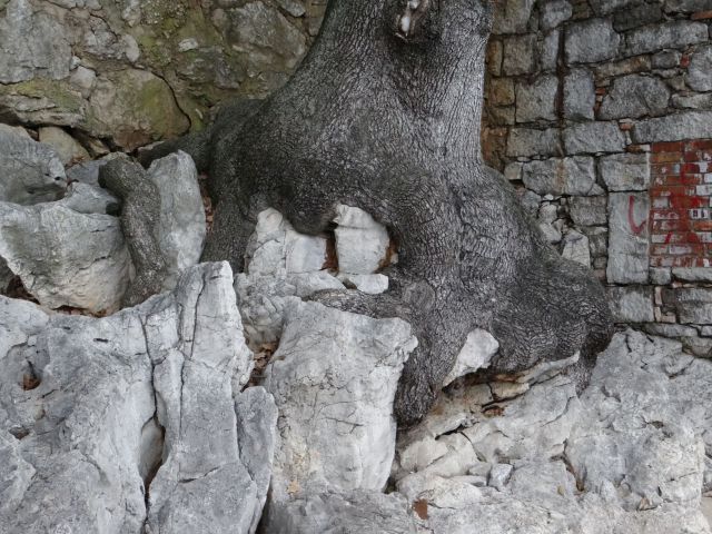 Drevo na skali