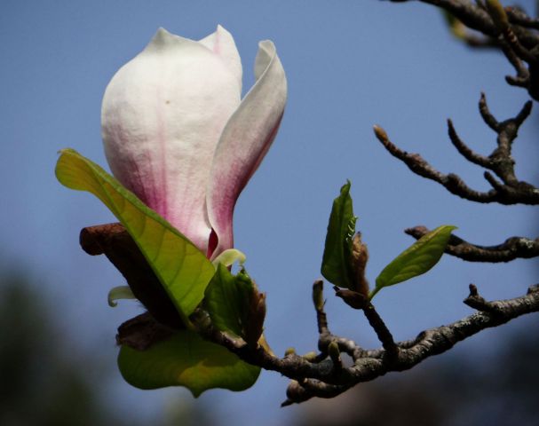 Cvetoča magnolija